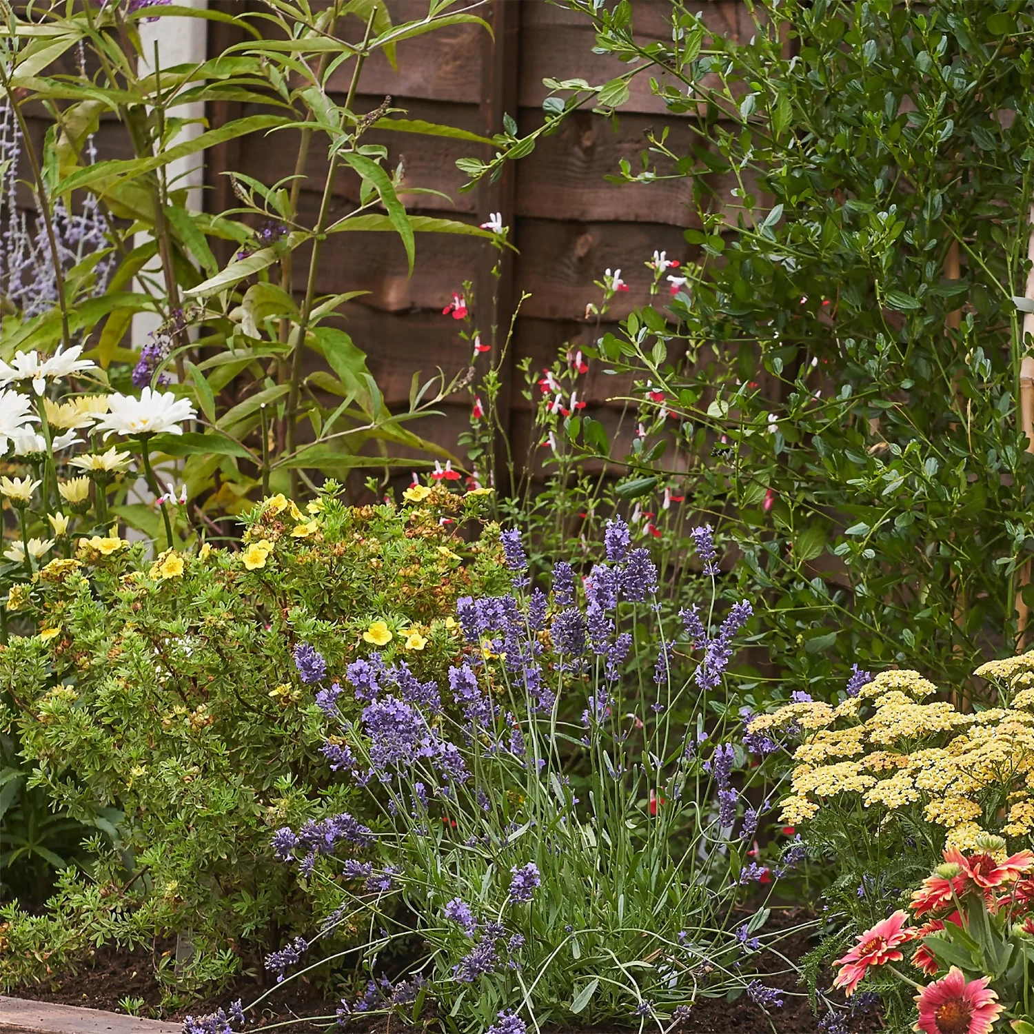 Bee And Butterfly Border Collection - 10m X 90cm - Image 5