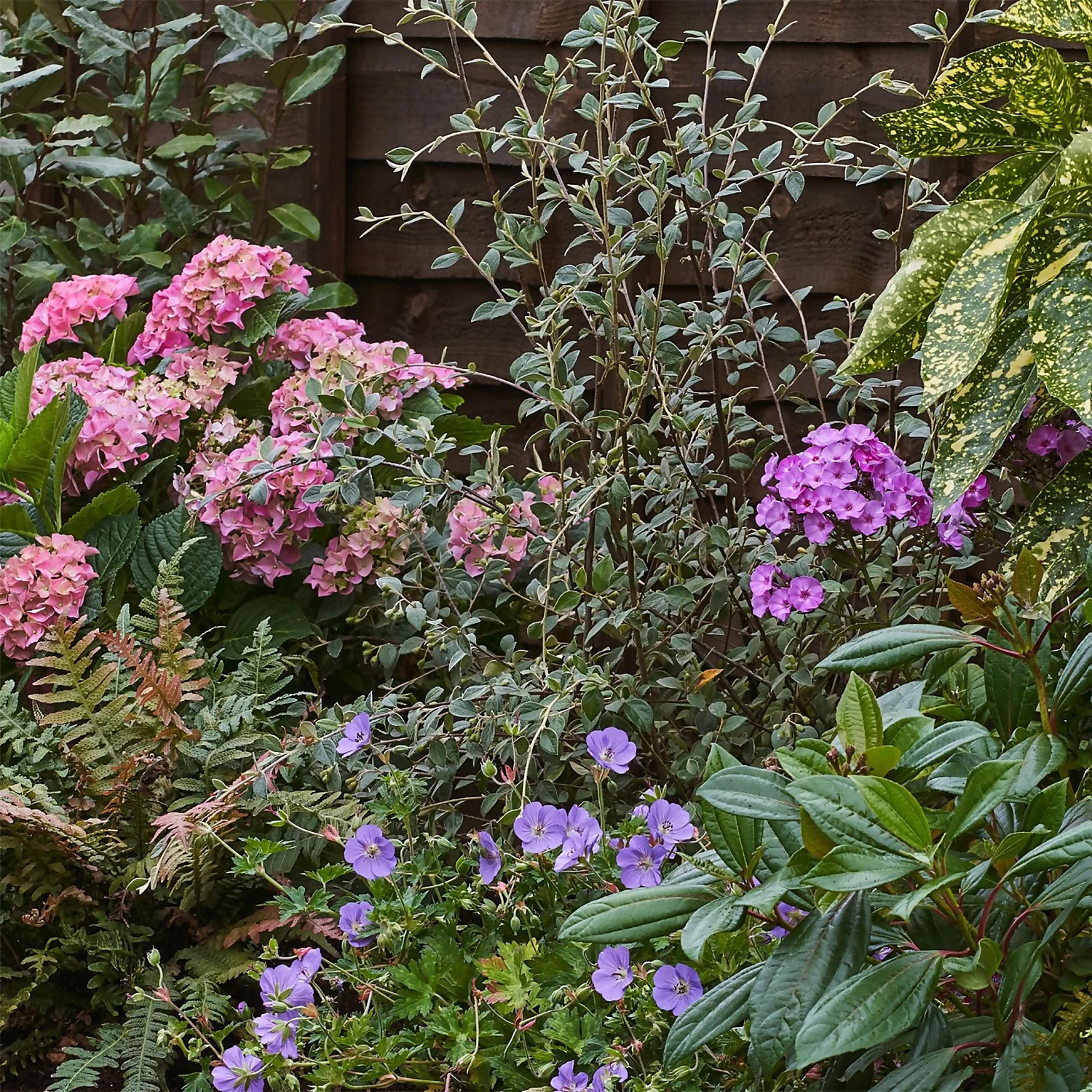 Shady Border Collection - 9m X 60cm - Image 5