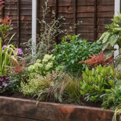 Evergreen Border Collection - 10m X 90cm