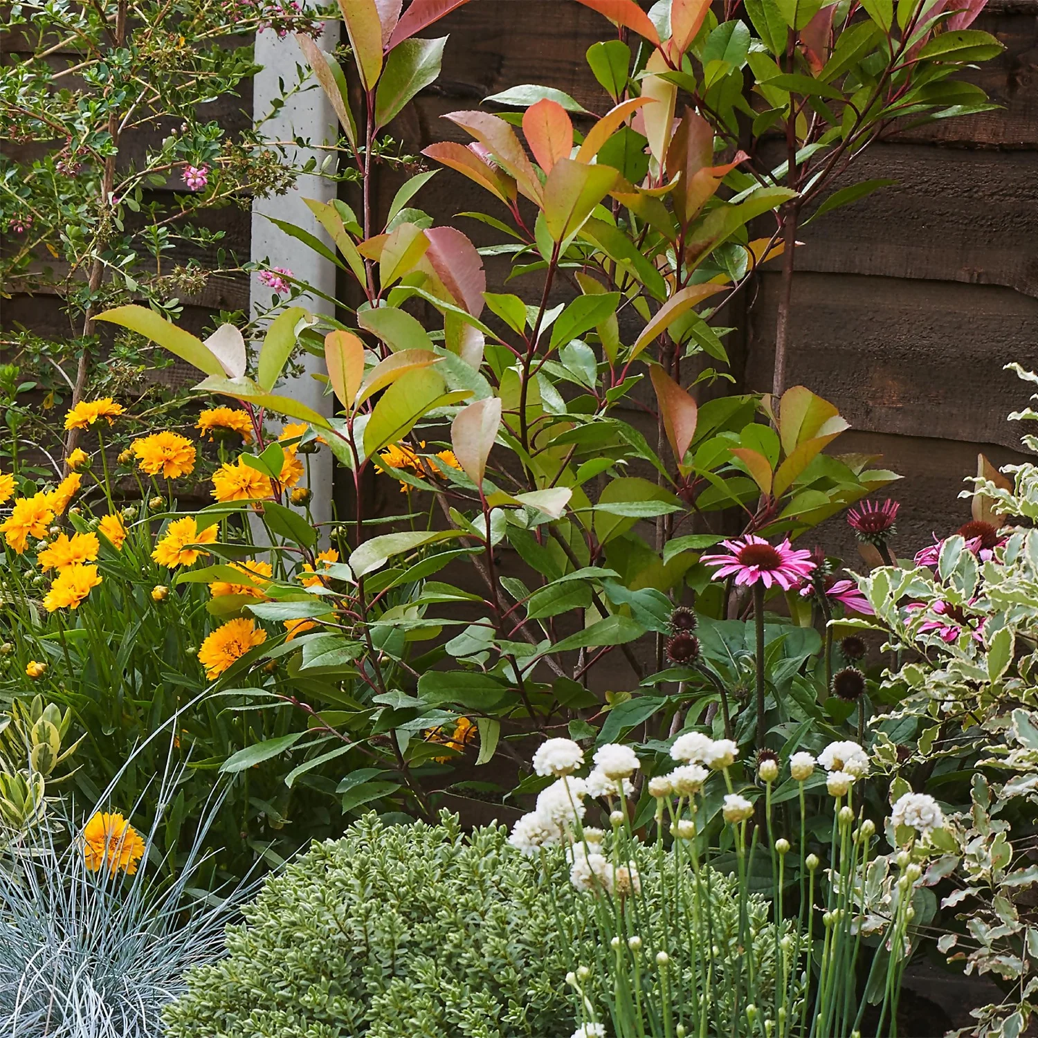 Sunny Border 6m X 40cm - Image 6