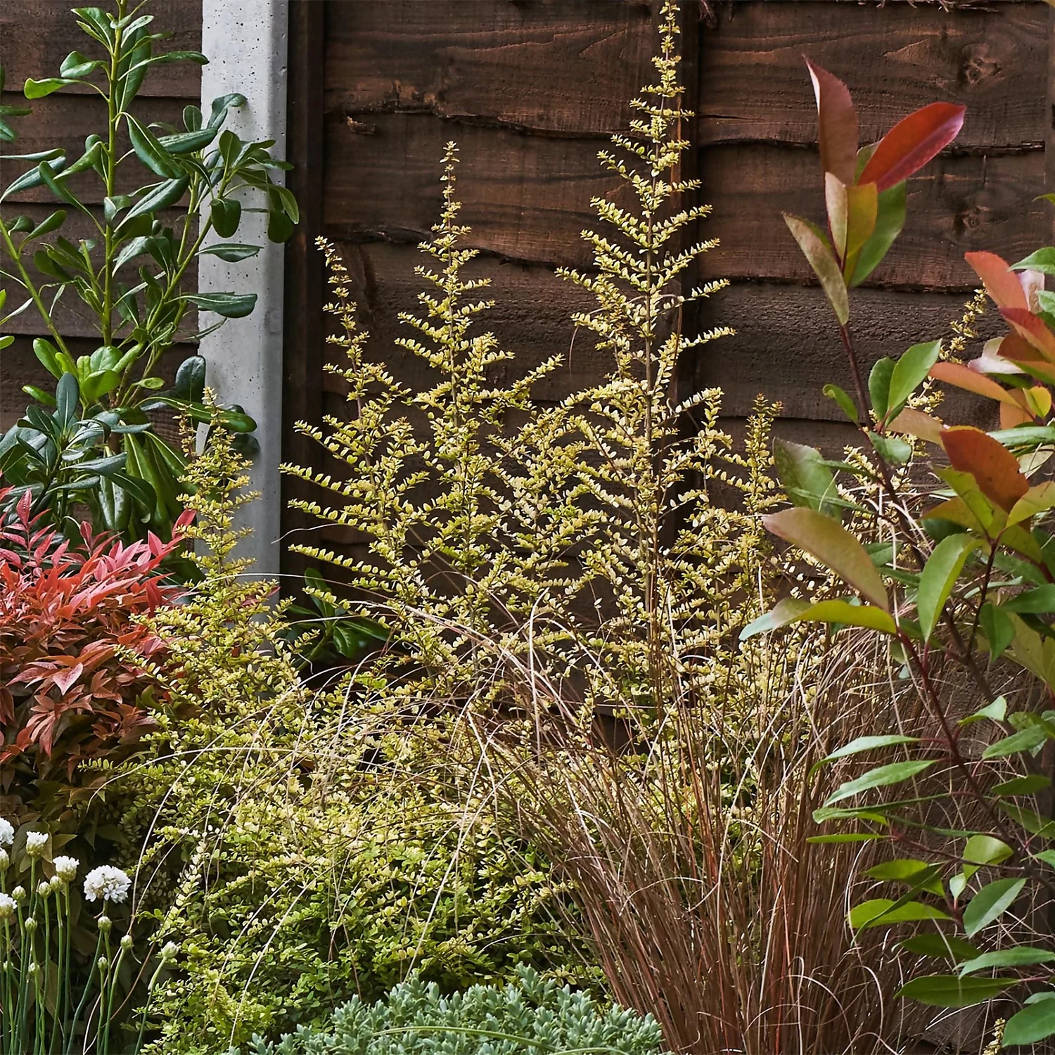 Garden On A Roll Eco Border - 6m X 60cm - Image 6