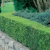 Buxus (Box) 6 Pack