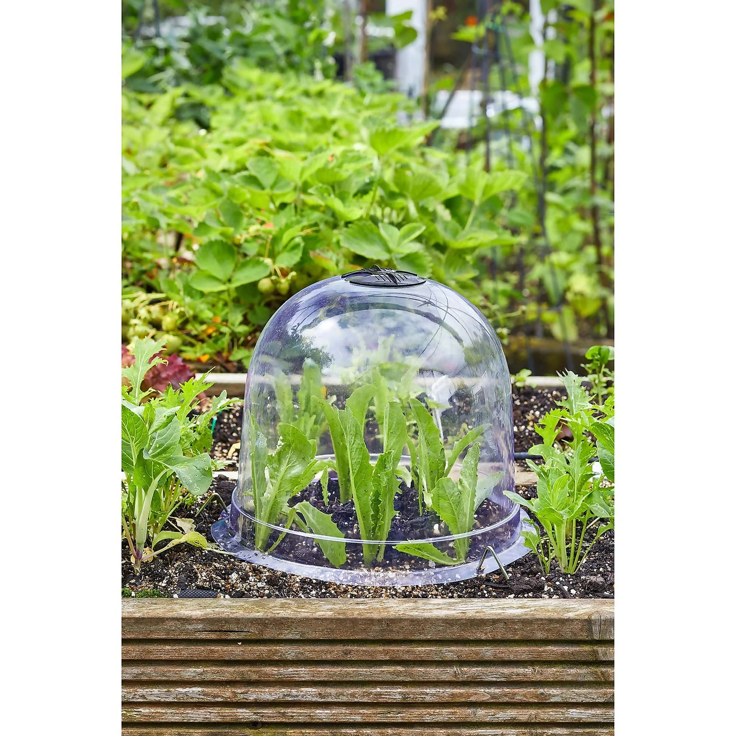 Smart Garden Bell Cloche - 20 X 26cm - Image 2