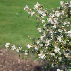 Osmanthus Burkwoodii 8L