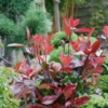 Photinia X Fraseri Compacta 10L