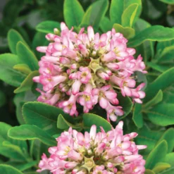 None Escallonia Pink Elle 19cm