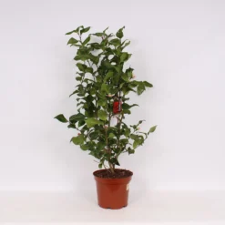 Camellia Mix 27cm Buds 20+