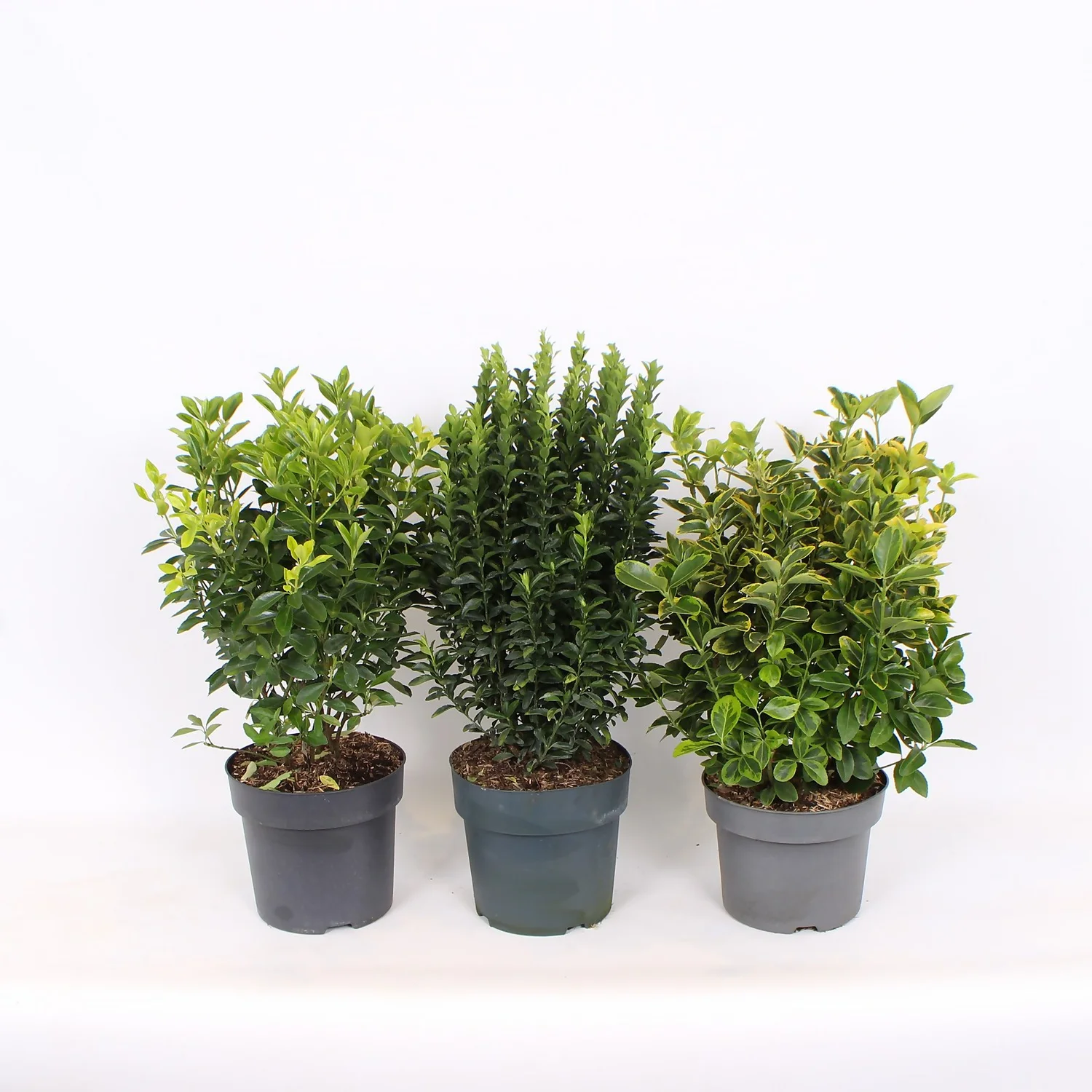 Euonymus Mix (Exclusive) 23cm