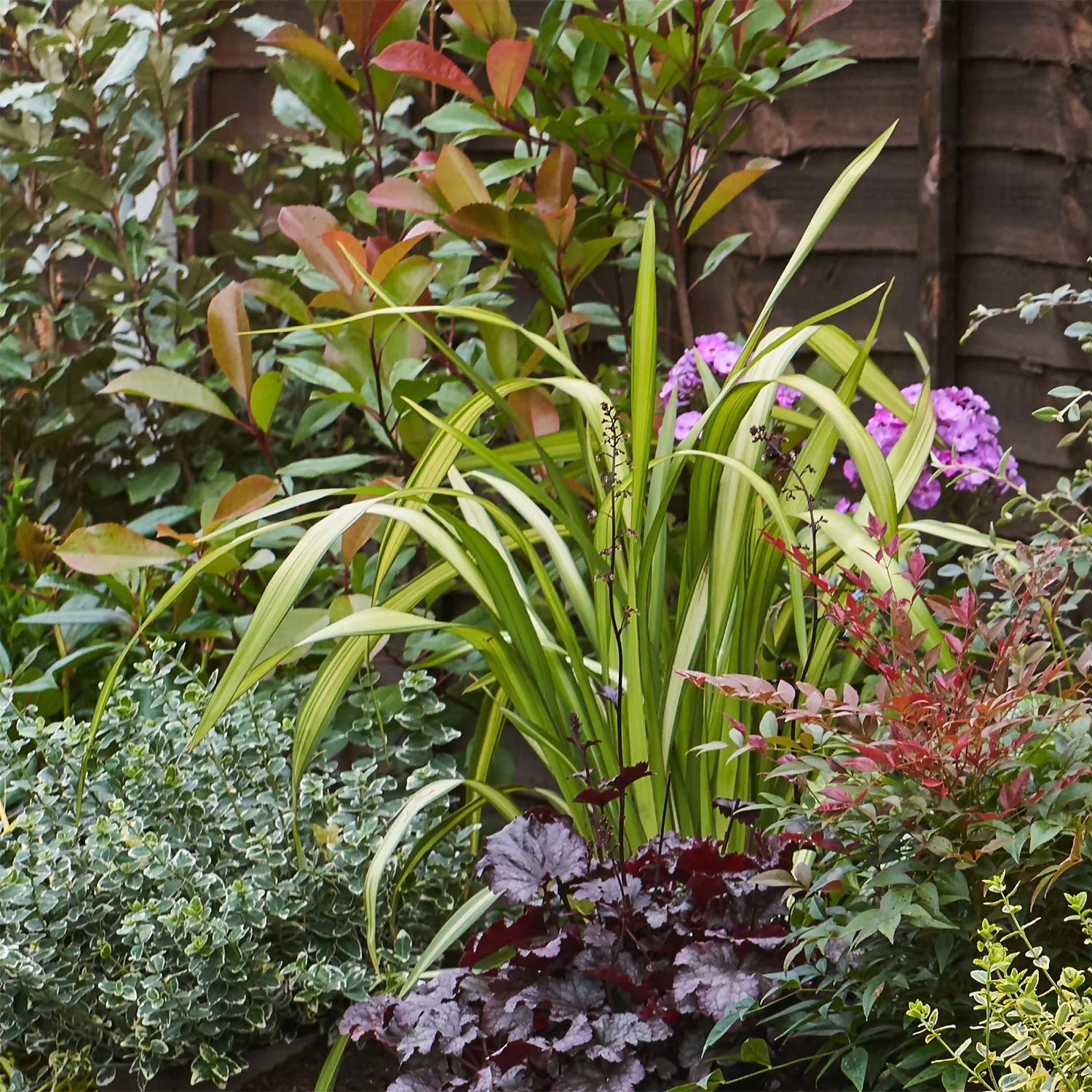 Evergreen Border 3m X 40cm - Image 4