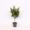 Genista Blooming Dreams 17cm STD