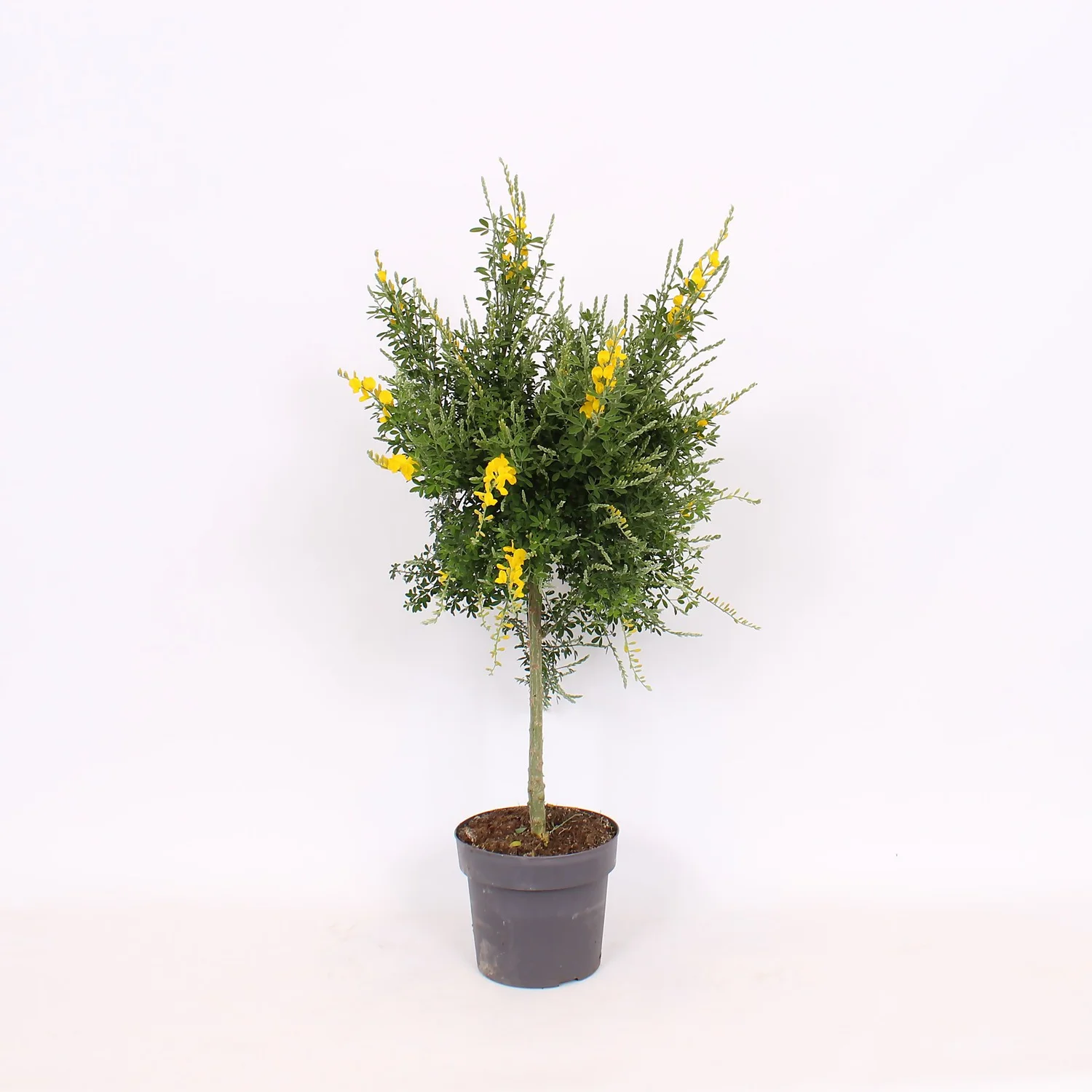 Genista Blooming Dreams 17cm STD