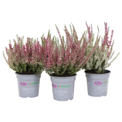 None Calluna Vulgaris Twins