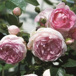 Rose Climbers Mix 5.5L