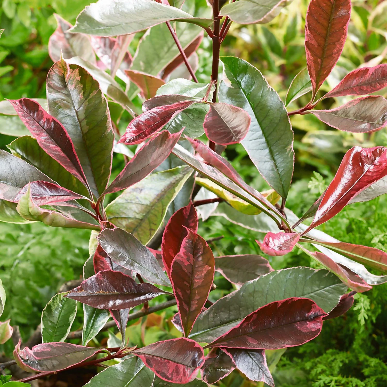 Photinia X Fraseri Pink Louise 10L Bush